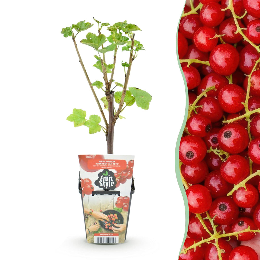 Rode bes Ribes rubrum Jonkheer van Tets, detail van het blad