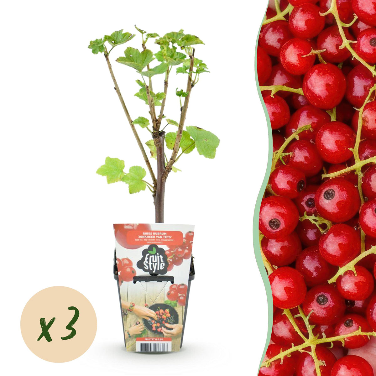 Rode bes Ribes rubrum Jonkheer van Tets, detail van het blad