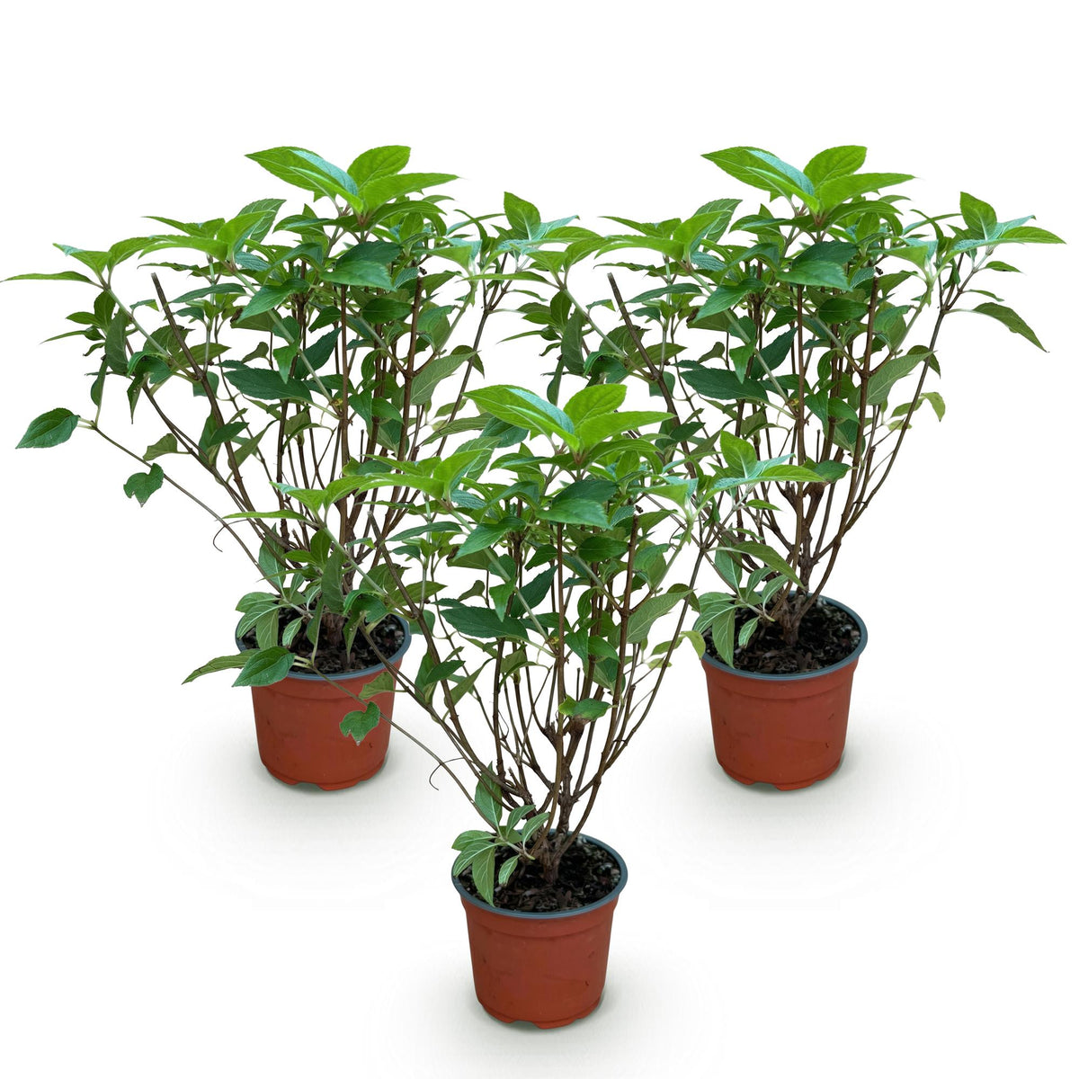 Pluimhortensia Limelight, sierlijke plant