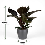 Philodendron Imperial Red met grijze pot, groeiwijze van de plant