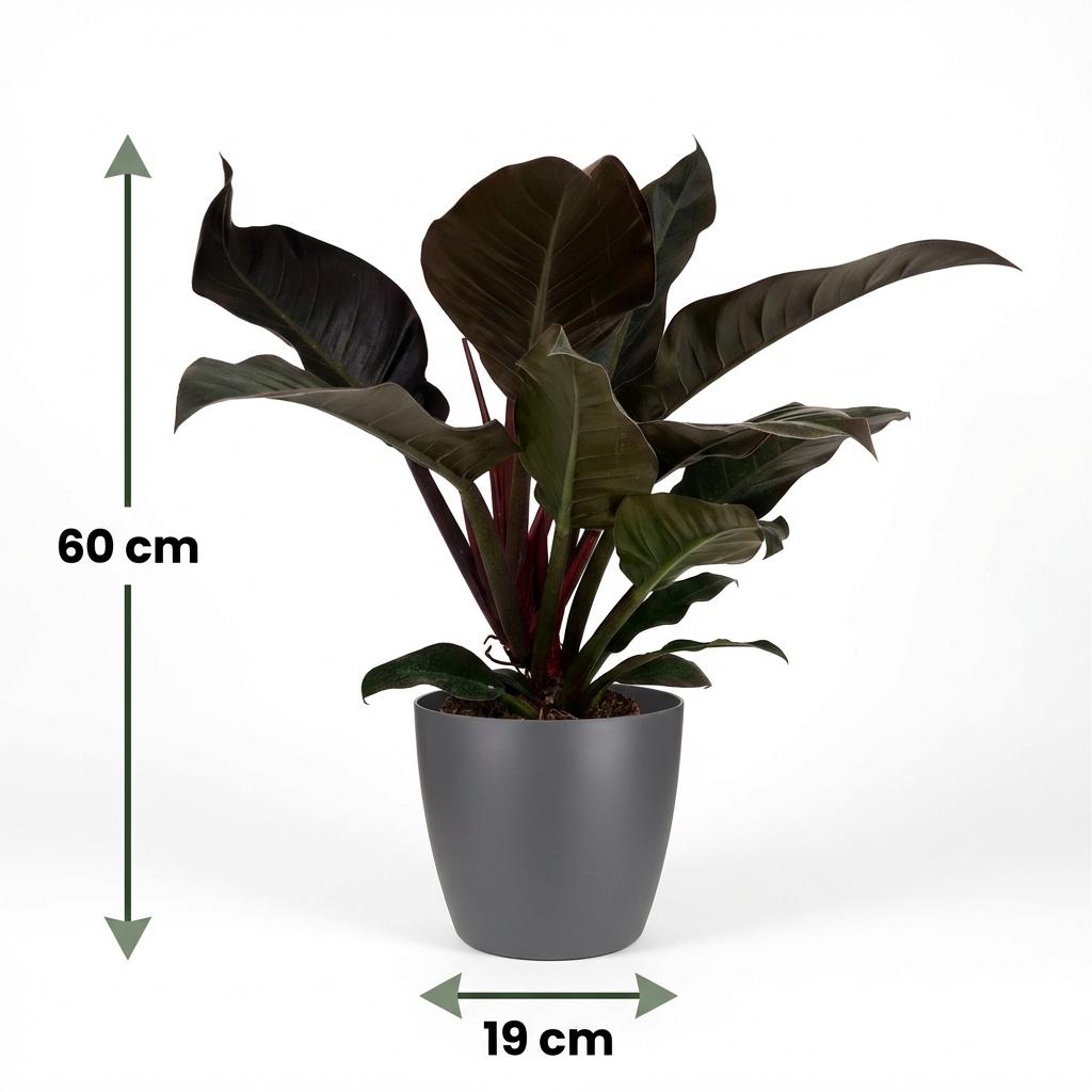 Philodendron Imperial Red met grijze pot, groeiwijze van de plant
