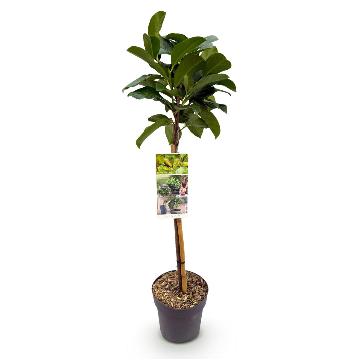 Prunus lauroverasus Etna®, detail van het blad