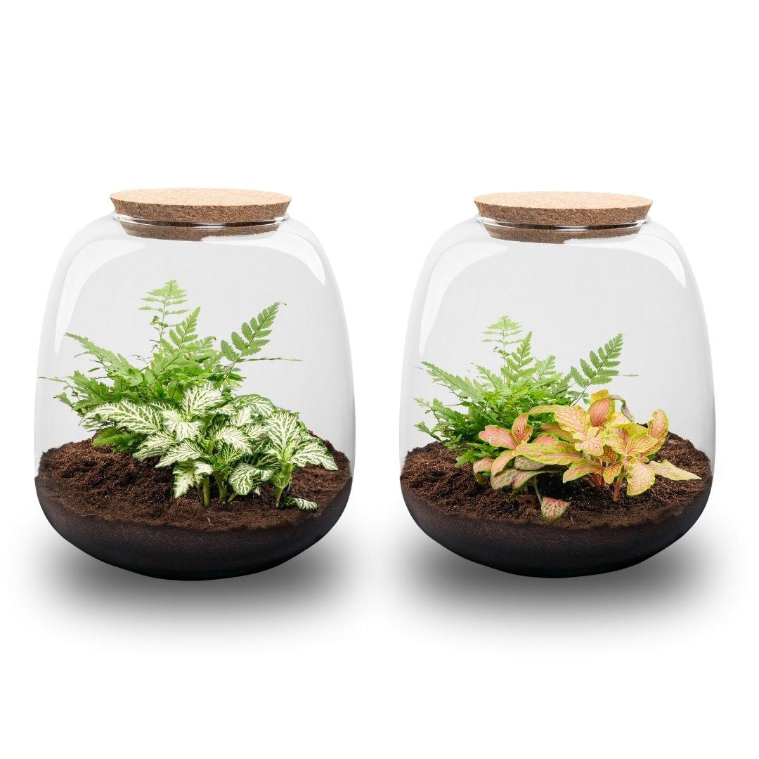 Planten terrarium - Emma Mini - DIY kit - Fittonia Ruby Lime, plant in pot