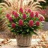 Skimmia japonica Rubella