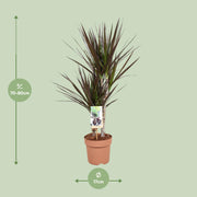 Dracaena Magenta