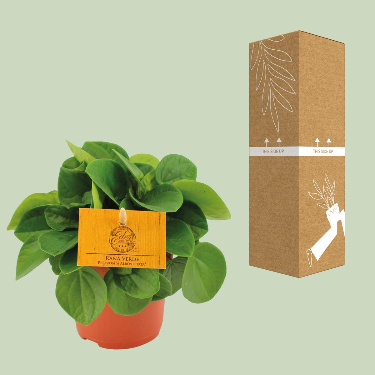 Detailfoto van Peperomia Rana Verde