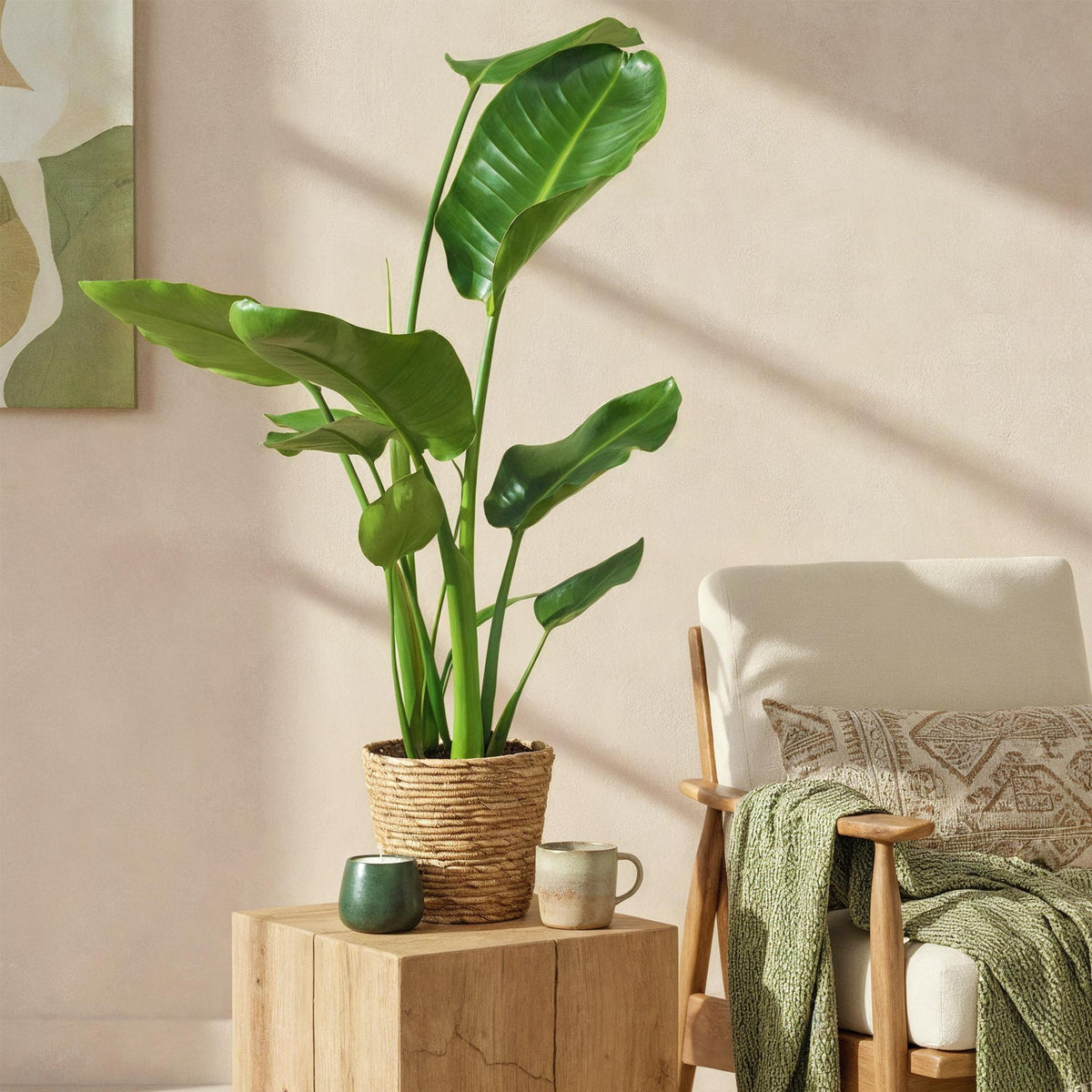 Stelitzia Nicolai, 70-90 cm hoog, plant in pot