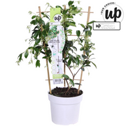 Trachelospermum &