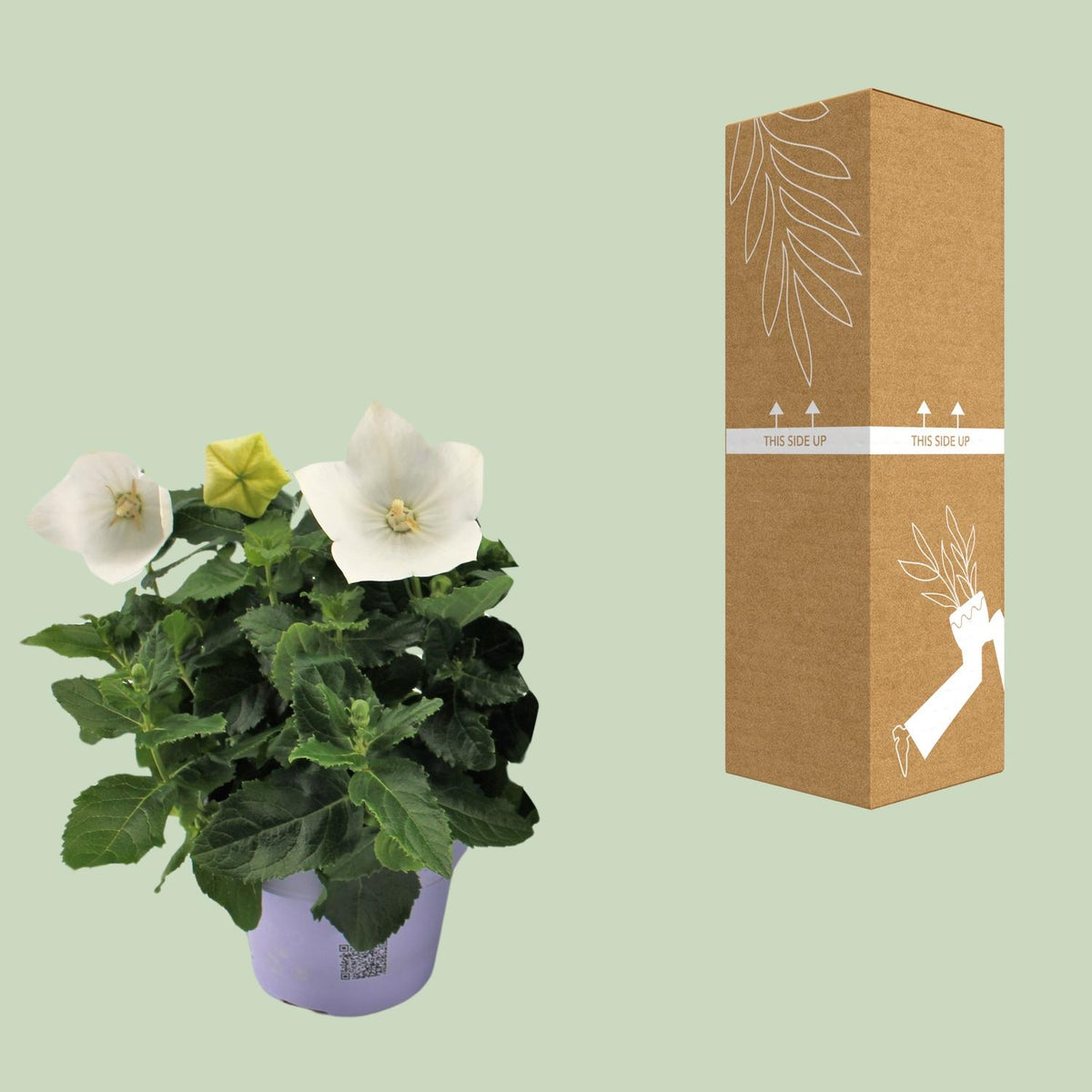 Productafbeelding van Pureplant