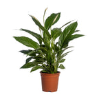 Productafbeelding van Pureplant