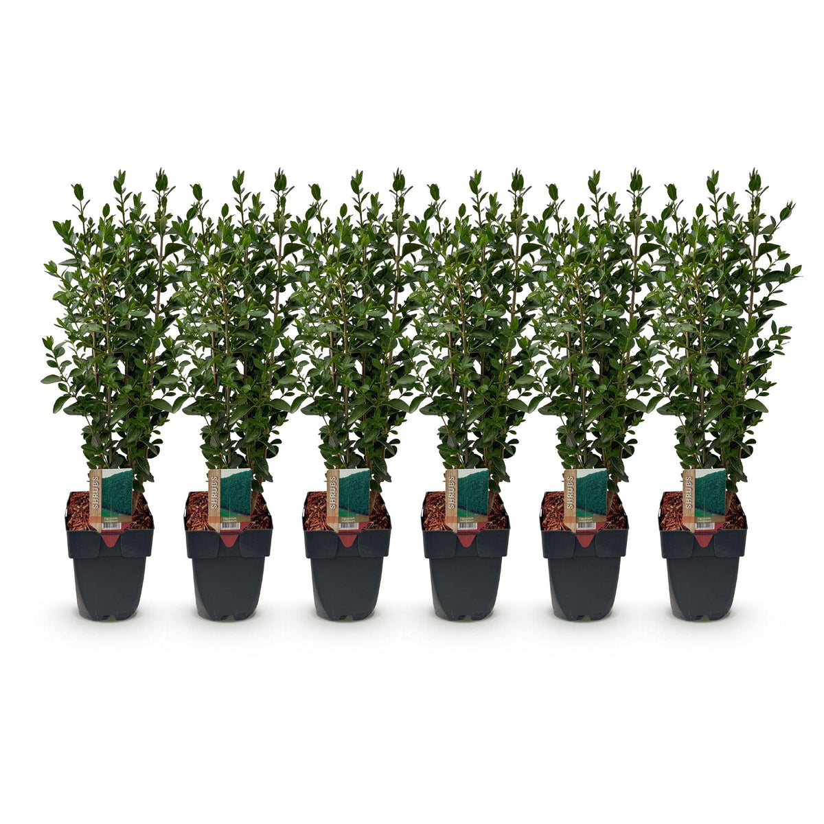 6x Ligustrum ovalifolium, plant voor tuin en border