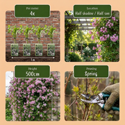 Jasminum x stephanense - roze jasmijn - set van 4