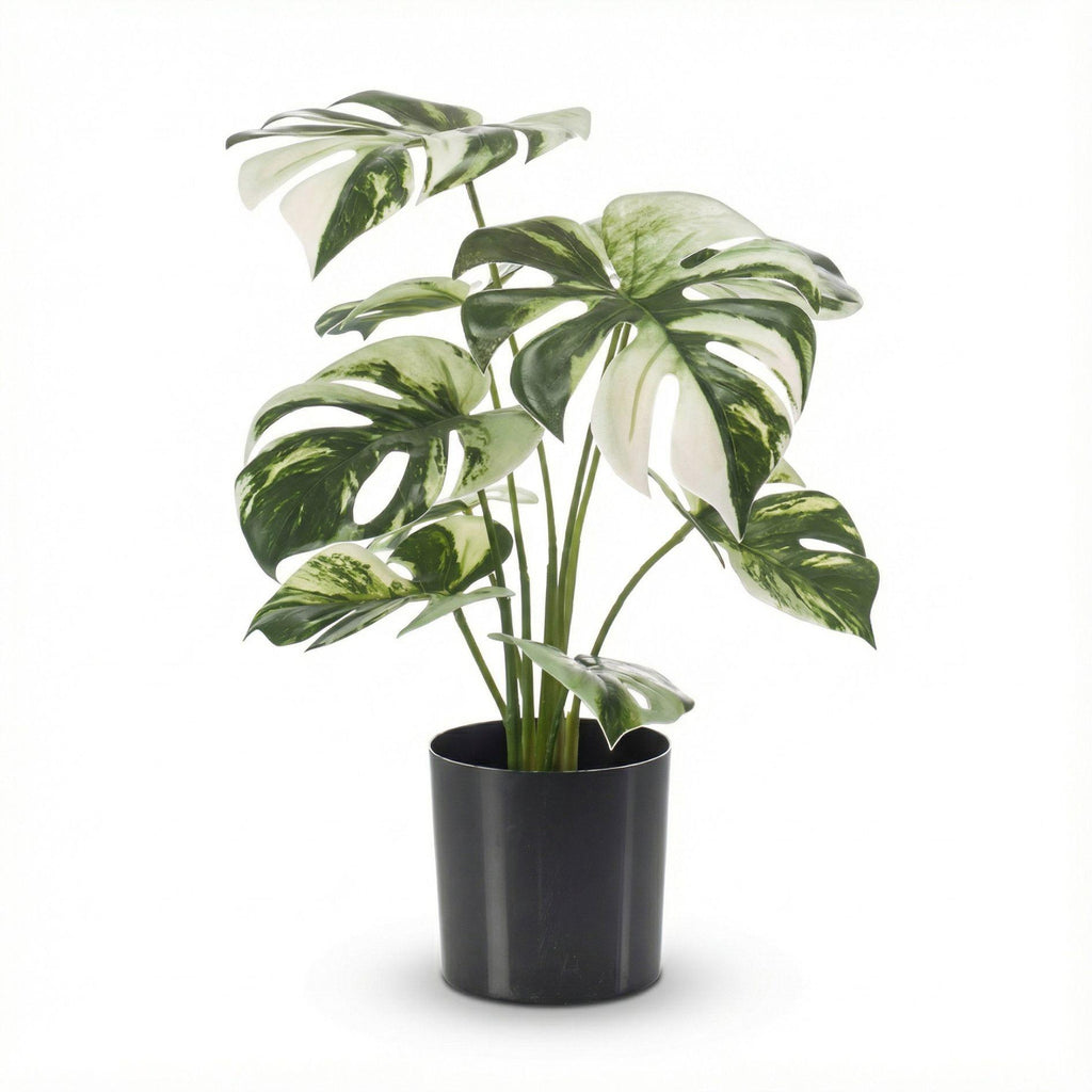 Monstera bush in pot, groene bladeren