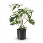 Monstera bush in pot, groene bladeren