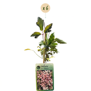 Clematis montana &