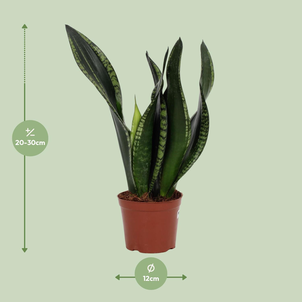Detailfoto van Sansevieria Whitney