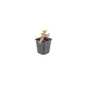 Geranium &