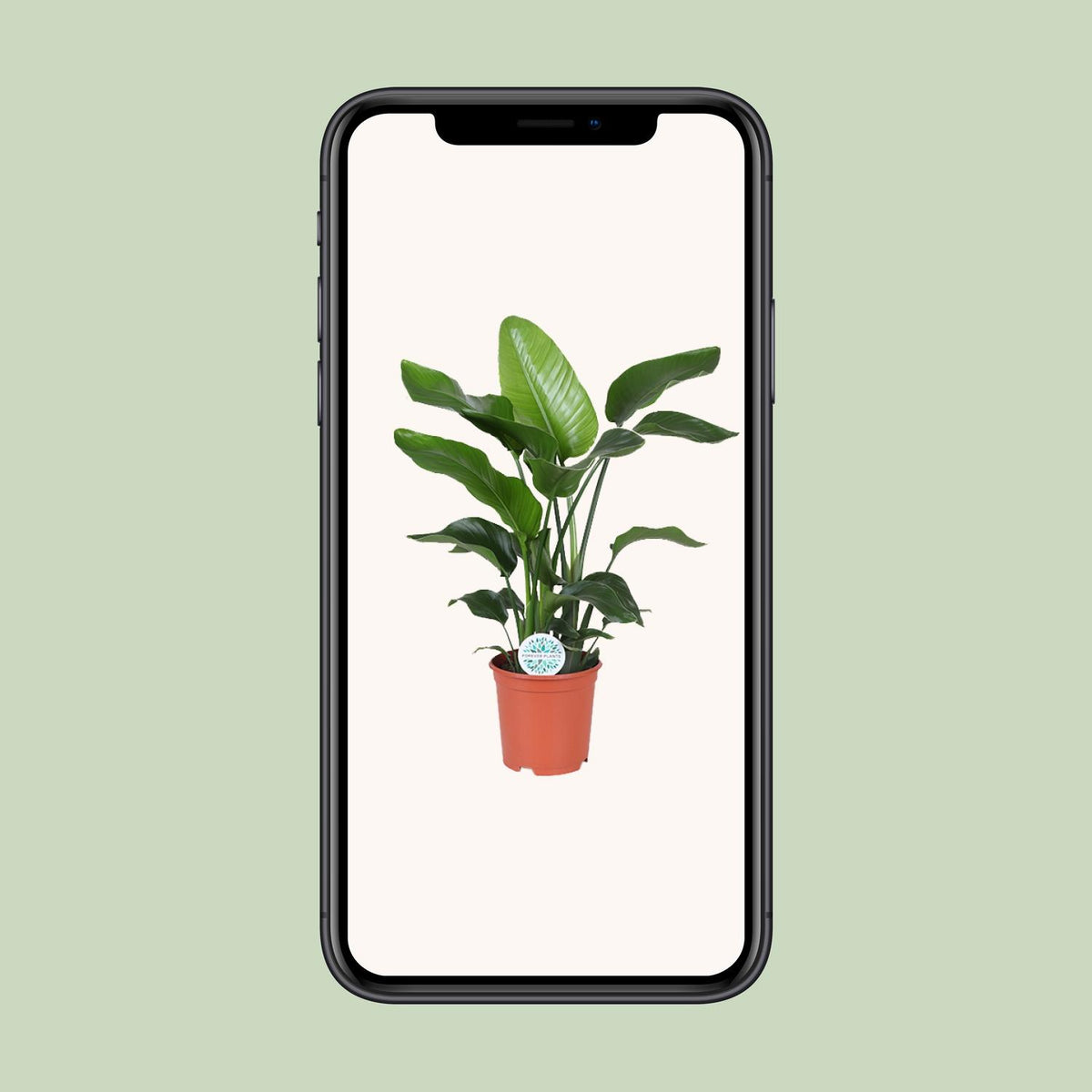 Detailfoto van Strelitzia Nicolai