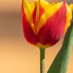 Tulpenbollen Dow Jones, rood-geel gestreept, 20 stuks, plant in pot