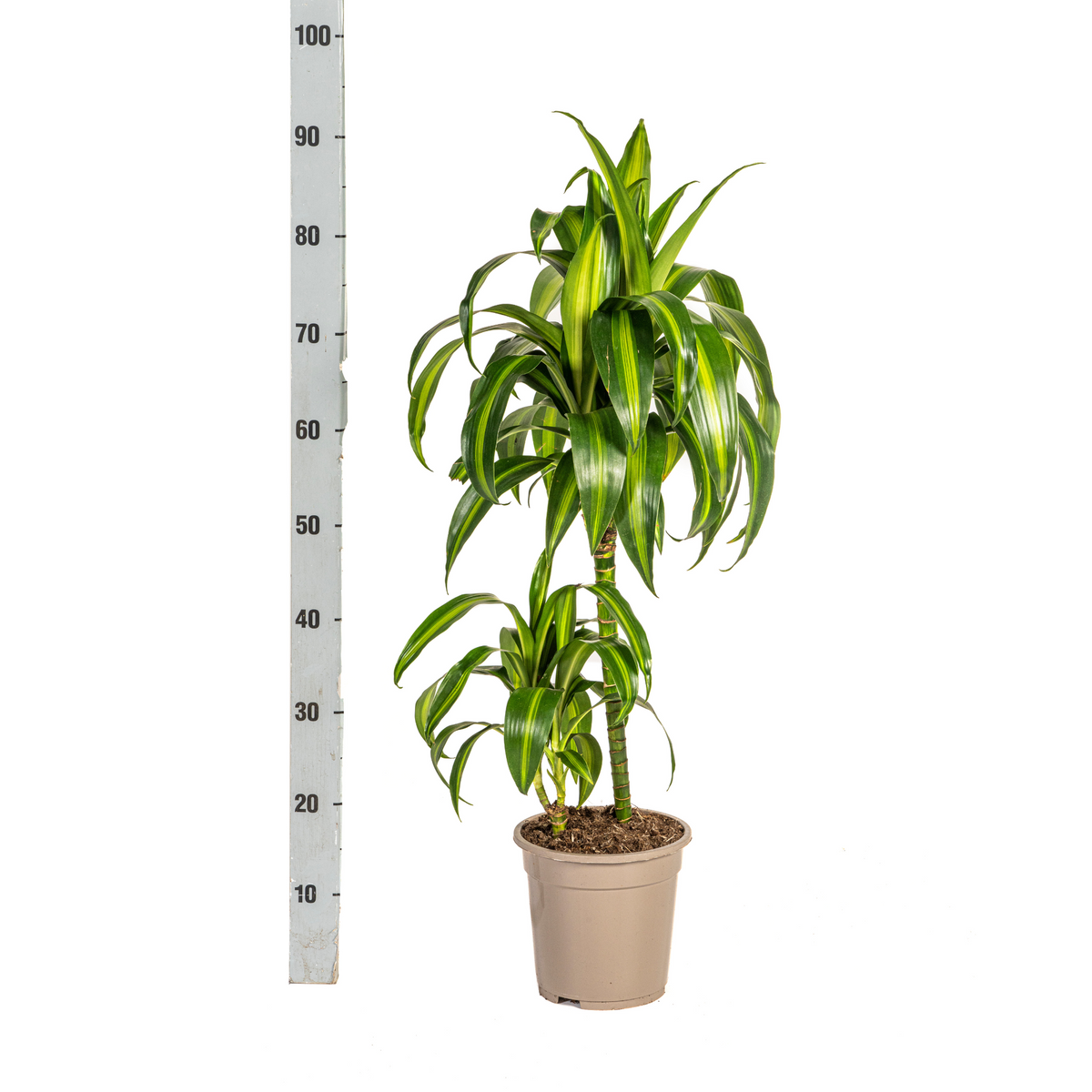 Dracaena Deremensis Hawaiian Sunshine, detail van het blad