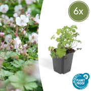 6x Geranium cant. &