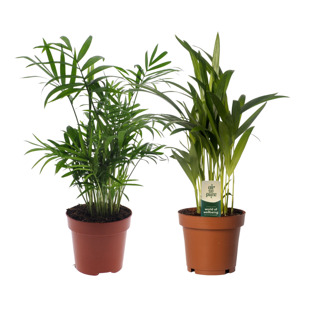 Productfoto van Dypsis lutescens/Chamadorea Duo - 2 stuks