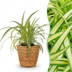 Chlorophytum comosum Variegatum met mand, detail van het blad