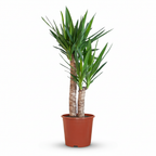Yucca (Palmlelie), detail van het blad