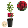 Rosa Paul Scarlet Climber, plant in pot