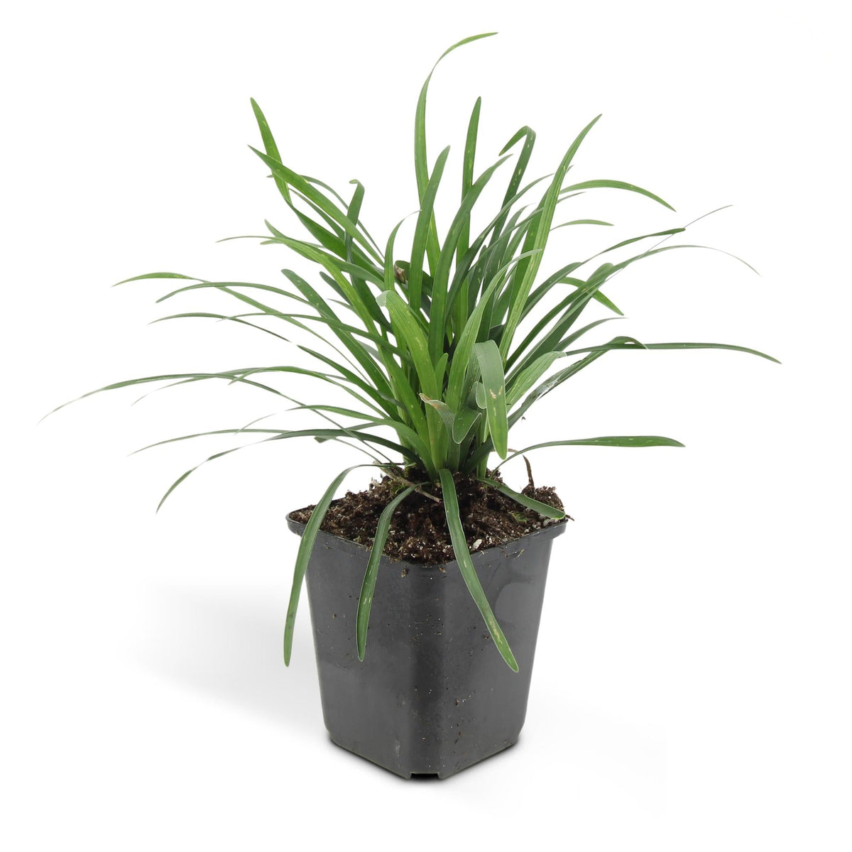 Liriope muscari 'Big Blue', groeiwijze van de plant
