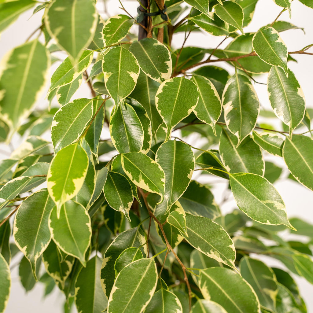 Detailfoto van Ficus benjamina Goldenking