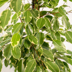 Detailfoto van Ficus benjamina Goldenking