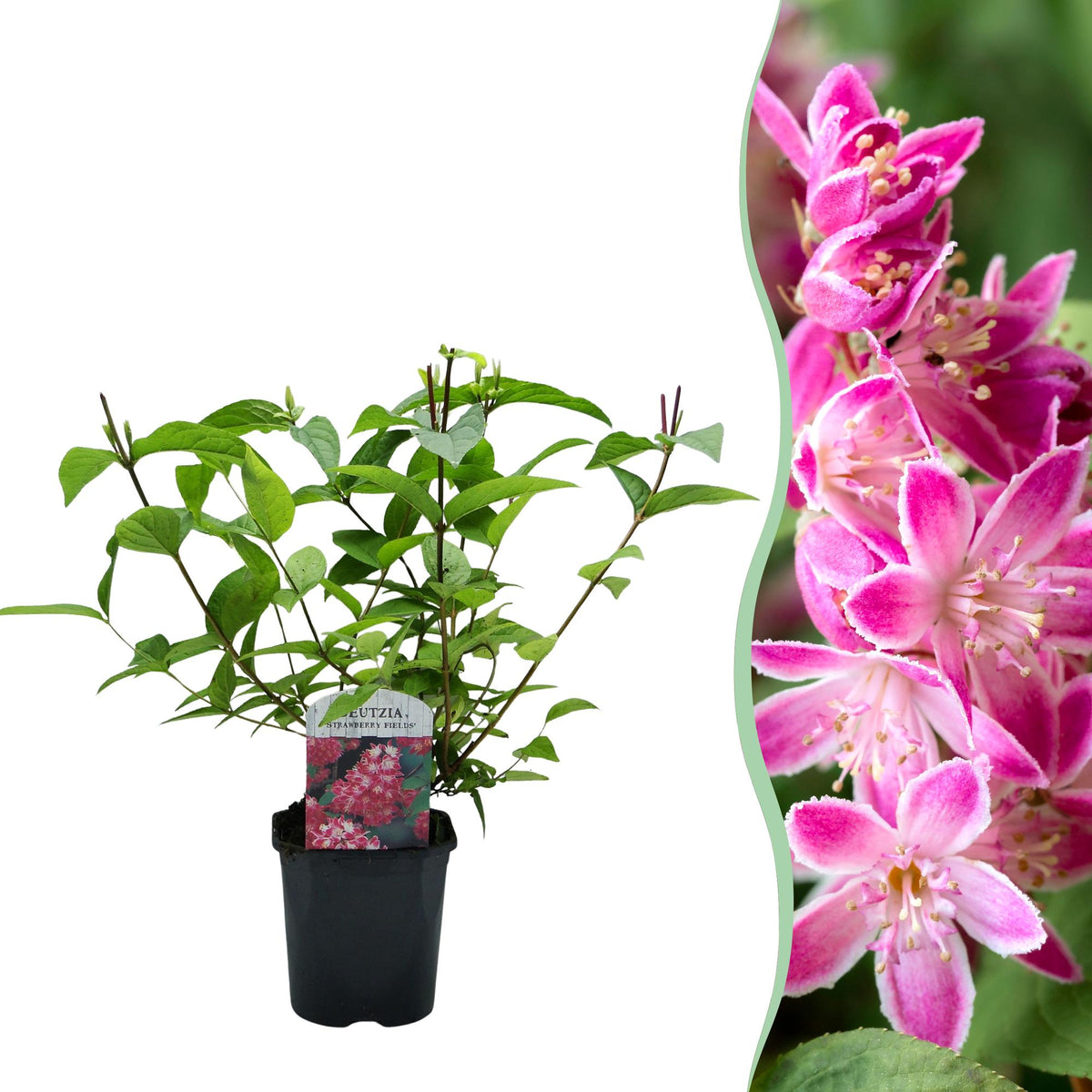 Deutzia hybrida Strawbery Fields, plant in pot