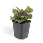 Ajuga reptans 'Burgundy Glow', groene bladeren