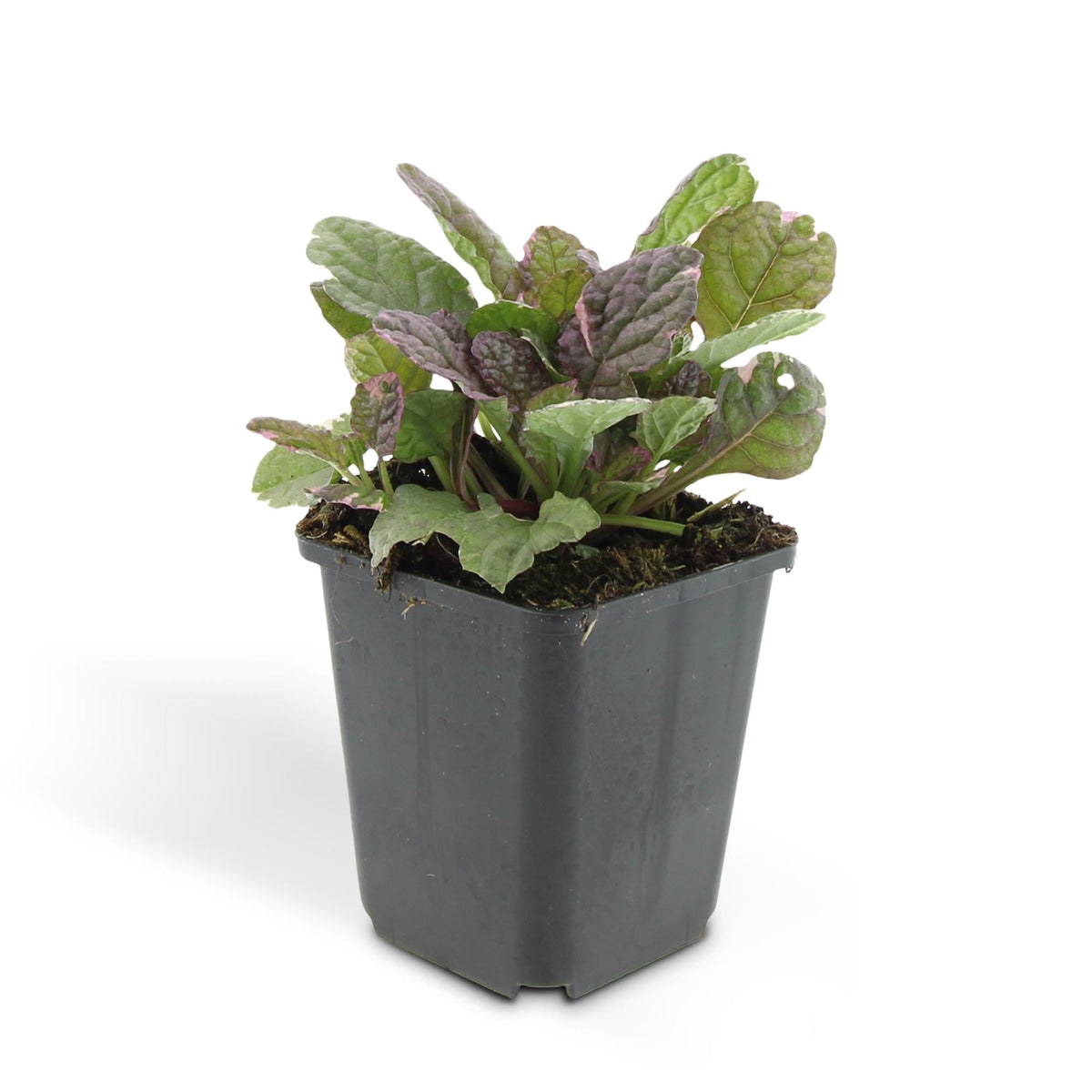 Ajuga reptans 'Burgundy Glow', groene bladeren