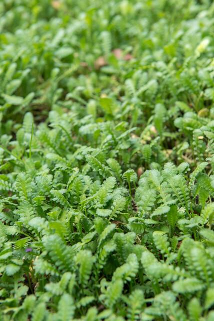 Leptinella squalida, kenmerkend blad