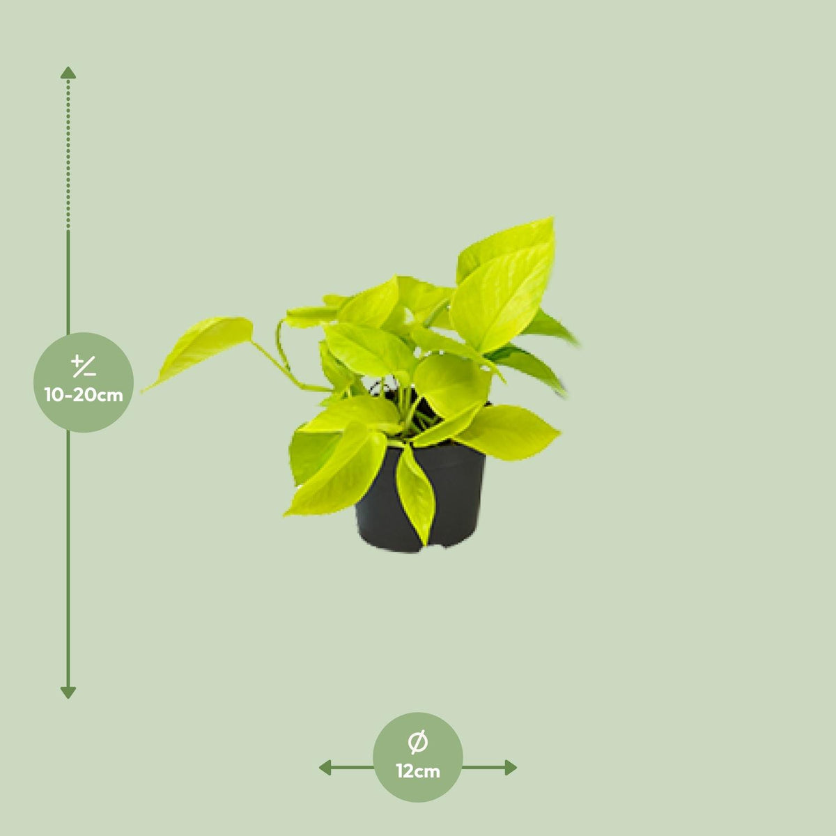 Detailfoto van Epipremnum Golden Pothos - Scindapsus - Aanbieding