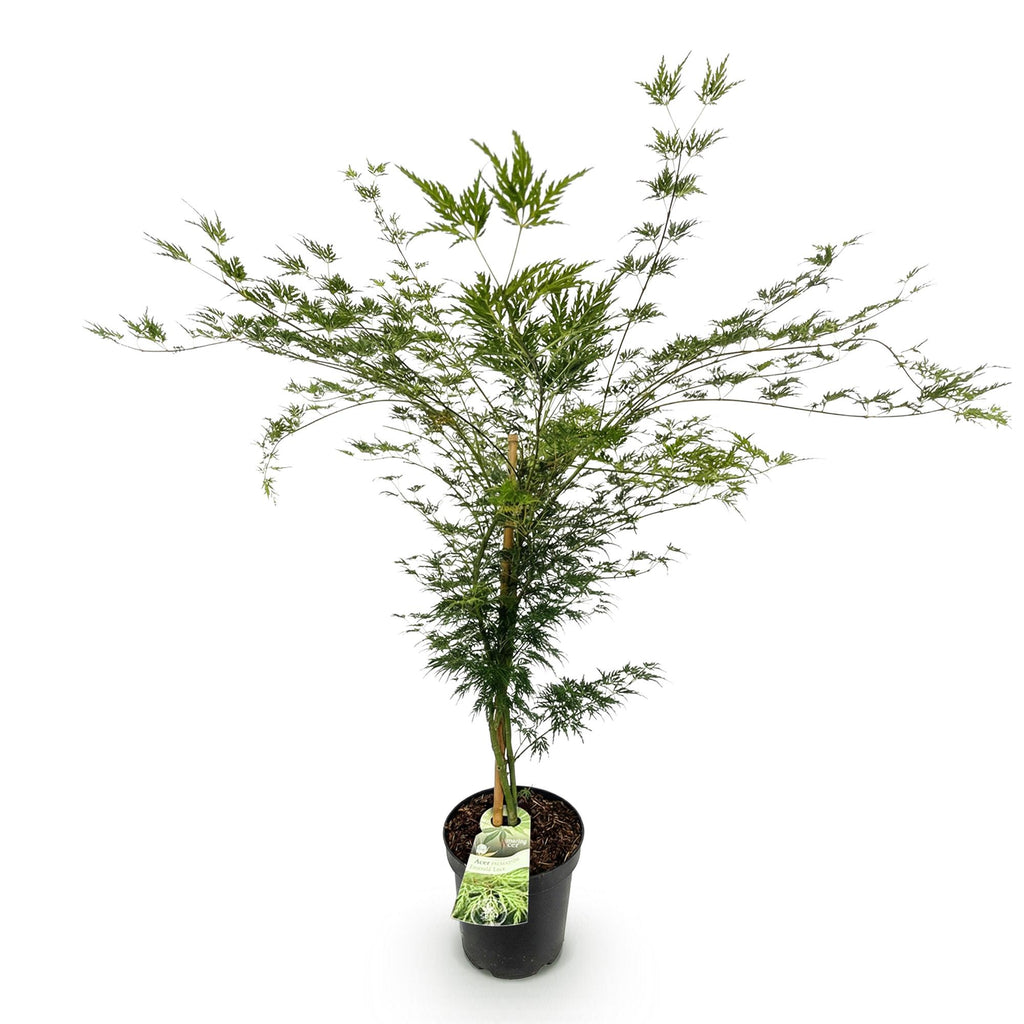 Acer palmatum Emerald Lace, kenmerkend blad