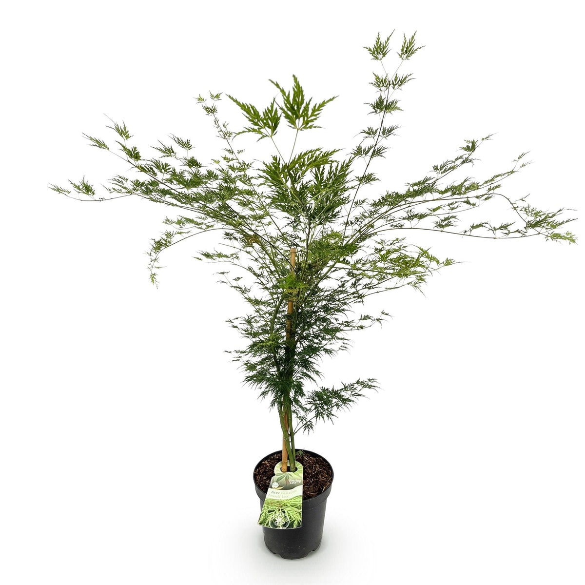 Acer palmatum Emerald Lace, kenmerkend blad