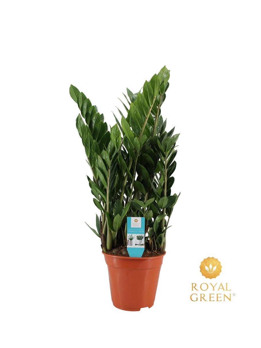 Zamioculcas, plant in pot