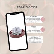 ROOTLESS Succulent Echeveria Lilacina in schaal &