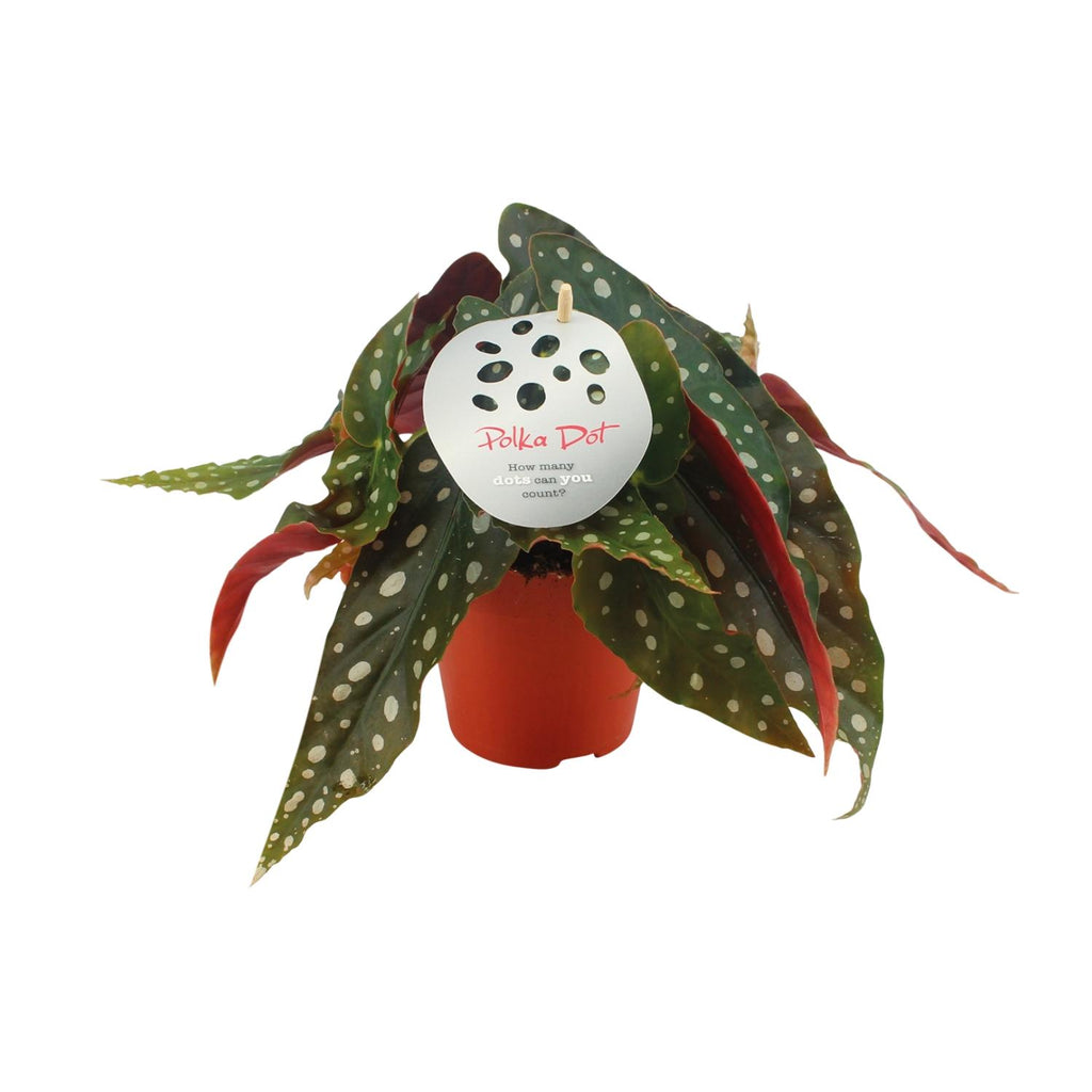 Productfoto van Begonia Maculata
