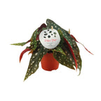 Productfoto van Begonia Maculata