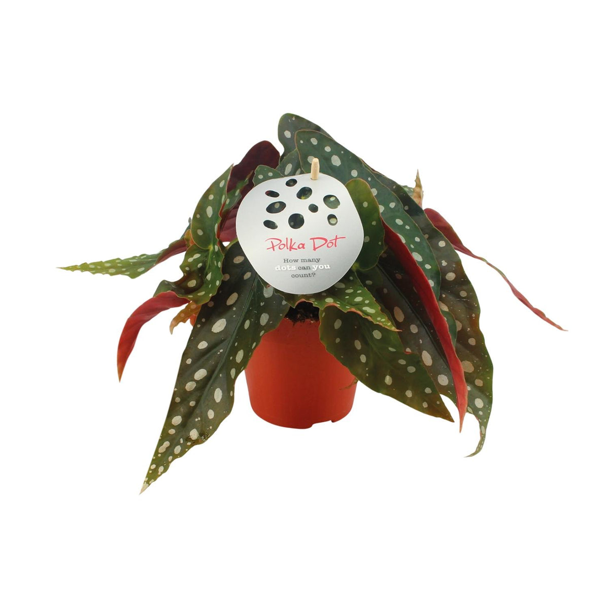 Productfoto van Begonia Maculata