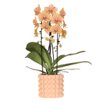 Orchidee 'Niagara Falls' Sunny Bunny met sierpot, plant in pot