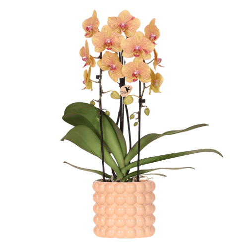 Orchidee 'Niagara Falls' Sunny Bunny met sierpot, plant in pot