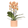 Orchidee Niagara Falls Sunny Bunny met sierpot, vers van de kweker