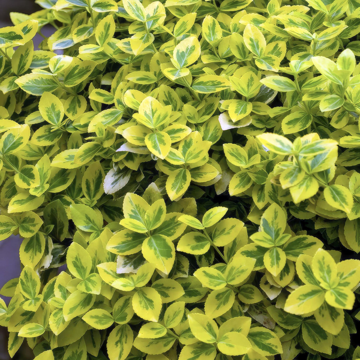 Productafbeelding van Pureplant