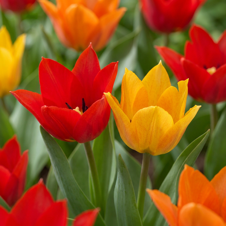 Tulipa praestans mix bloembollen