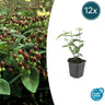 12x Hypericum inodorum
